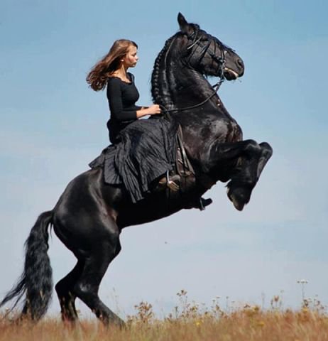 477 - красота, лошади, животные, природа - оригинал