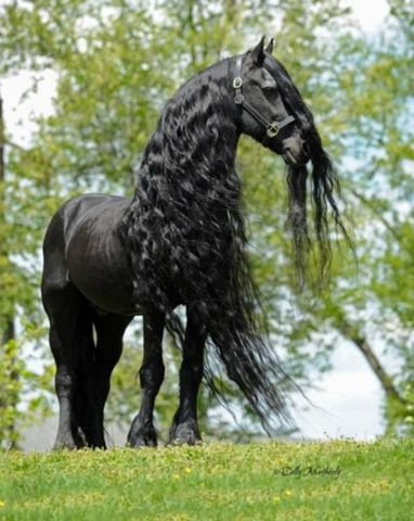 544 - природа, лошади, животные, красота - оригинал