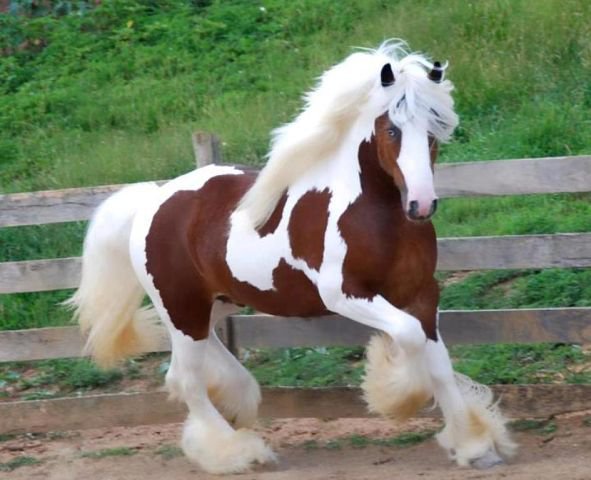 611 - животные, лошади, красота, природа - оригинал