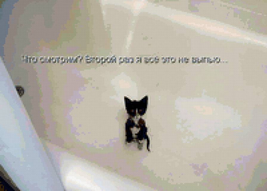 656 - природа, котята, кошки, животные - предпросмотр