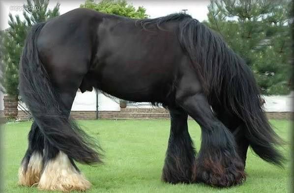 666 - природа, лошади, красота, животные - оригинал