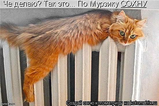 688 - животные, природа, котята, кошки - оригинал