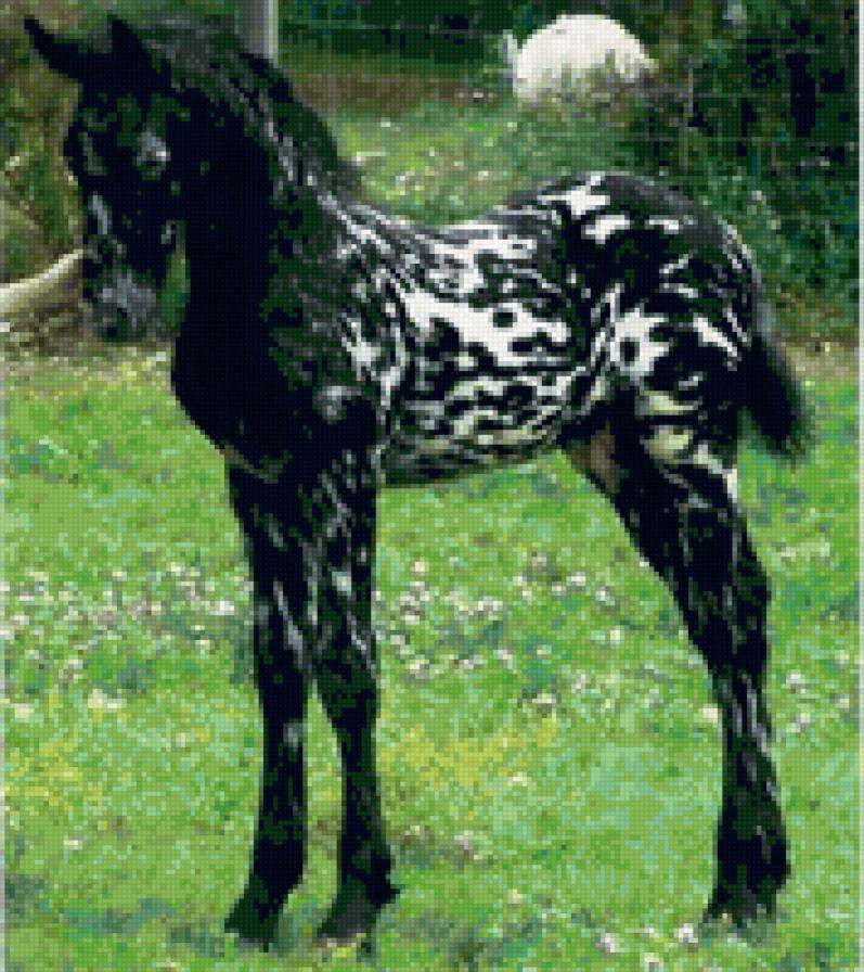 5666 - красота, животные, природа, лошади - предпросмотр