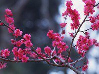 Схема вышивки «цветущая ветка»