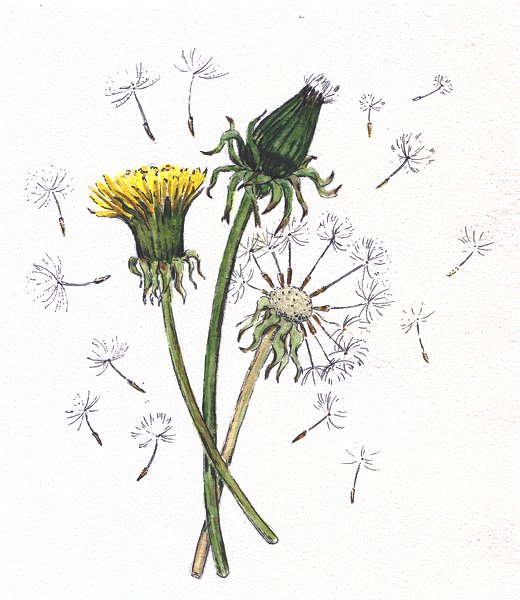 Одуванчики - флора, одуванчики, панно, одуванчик, цветы - оригинал