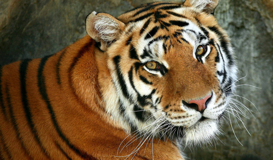 тигр - оригинал