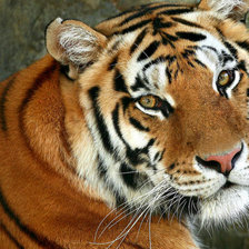 Схема вышивки «тигр»