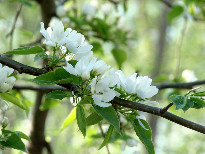 весна - весна - оригинал