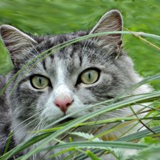 Схема вышивки «котик»