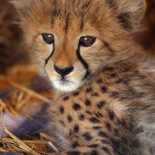 гепард малыш