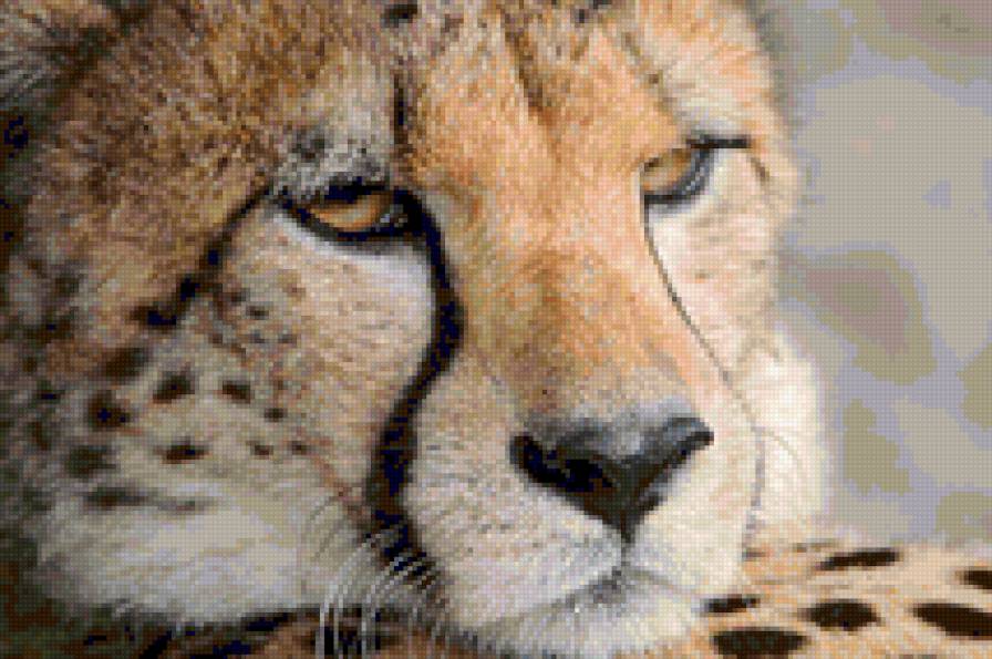 гепард 4 - животные - предпросмотр