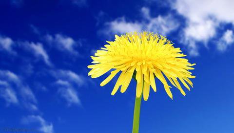одуванчик - цветы, небо, лето - оригинал