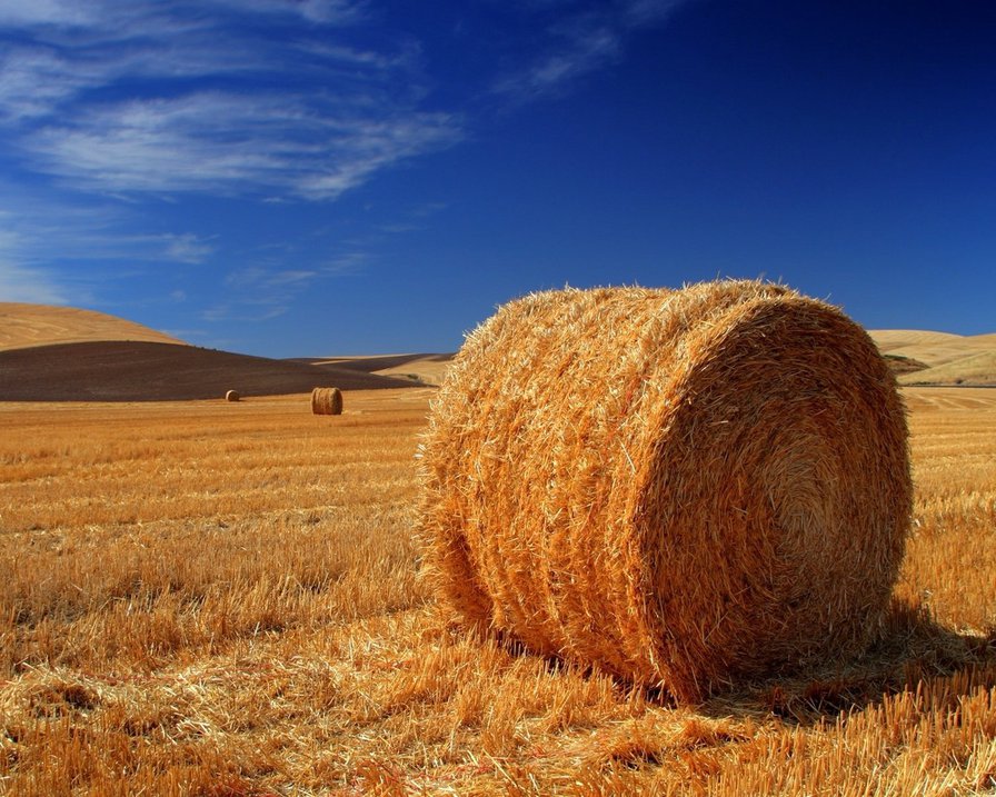 осень... - поле, осень, желтый - оригинал