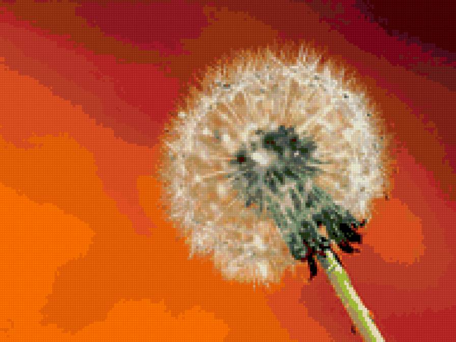 одуванчик - цветы, одуванчик - предпросмотр