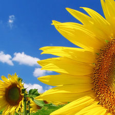 Схема вышивки «подсолнухи»