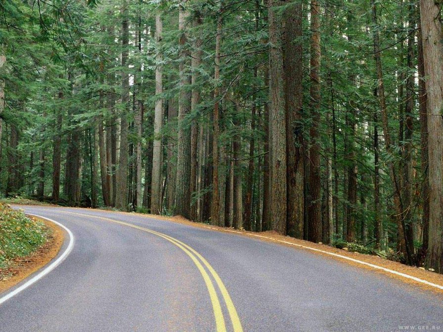 поворот налево... - дорога, лес, природа - оригинал