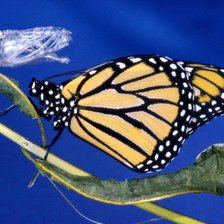 Схема вышивки «бабочка»