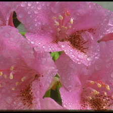 Схема вышивки «№38011»