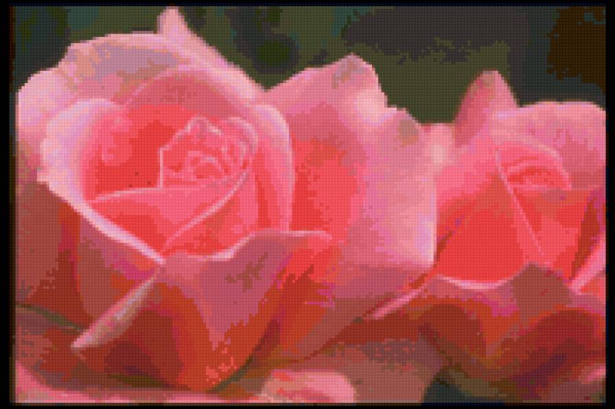 Розы - цветы - предпросмотр