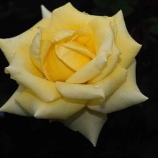 Схема вышивки «Роза»