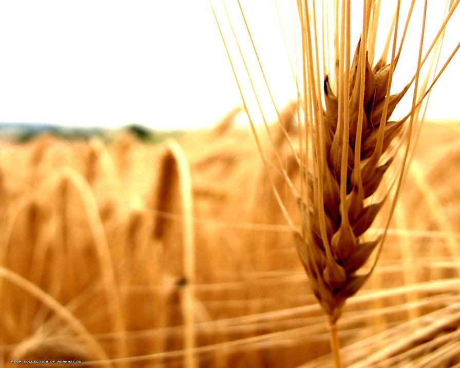 колос - осень, природа, поле - оригинал