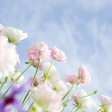 Схема вышивки «нежность»