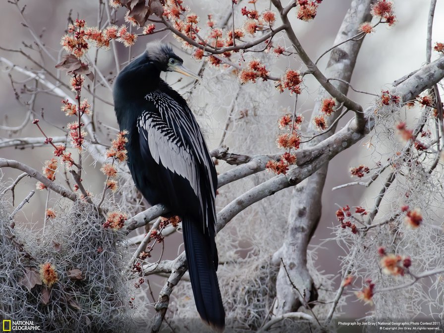 №38120 - оригинал