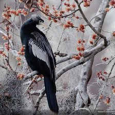 Схема вышивки «№38120»