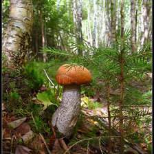Схема вышивки «красноголовик»
