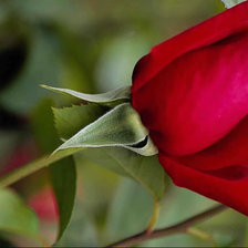 Схема вышивки «Роза»