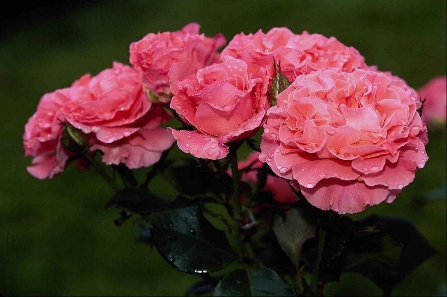 Розы - цветы - оригинал