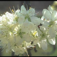 Схема вышивки «№38343»