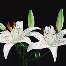 Схема вышивки «Лилии»