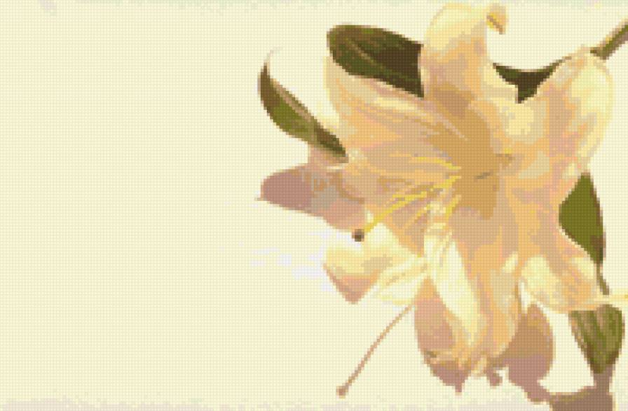 Лилии - цветы - предпросмотр