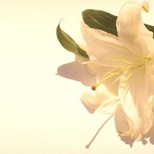 Схема вышивки «Лилии»