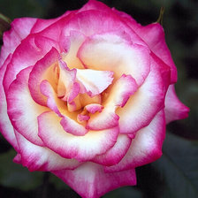 Схема вышивки «Розы»