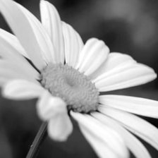 Схема вышивки «ромашка)»