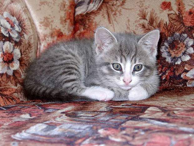 один дома - оригинал