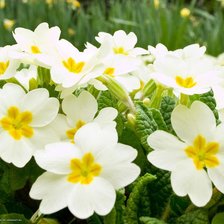 Схема вышивки «№457»