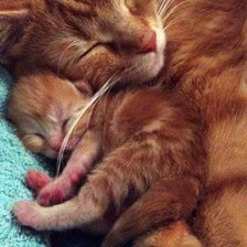 Схема вышивки «Кошки»