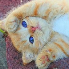 Схема вышивки «Котенок»