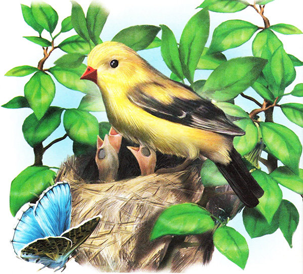 птицы - птицы - оригинал