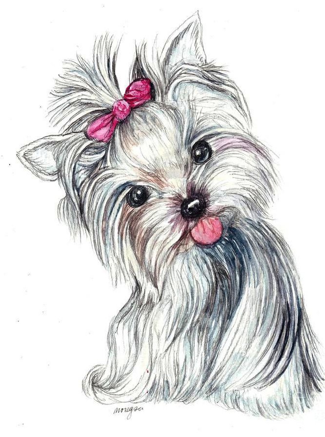 Йоркширский терьер - йоркширский терьер, щенок, животные, малыши, собака, собаки - оригинал