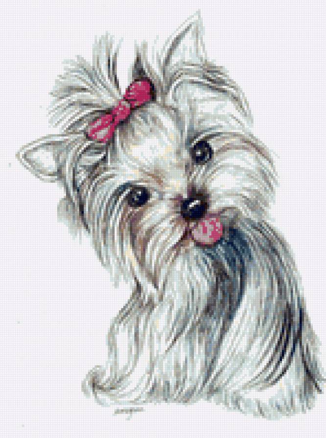 Йоркширский терьер - животные, собаки, собака, щенок, малыши, йоркширский терьер - предпросмотр