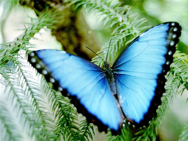 №39507 - бабочка, картина, подушка - оригинал