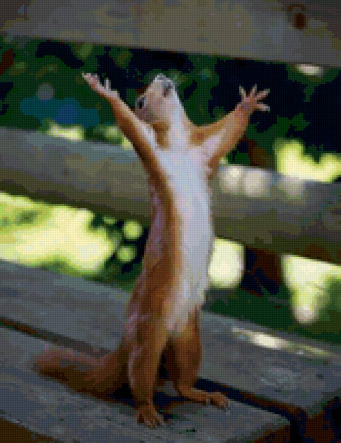 белка - животные, белка, природа - предпросмотр