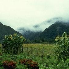 Схема вышивки «природа3»