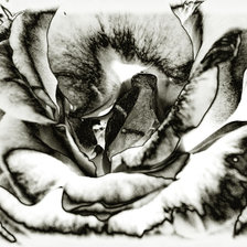 Схема вышивки «roza»