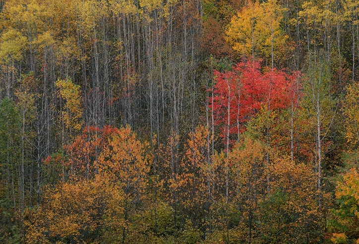 осень1 - природа - оригинал