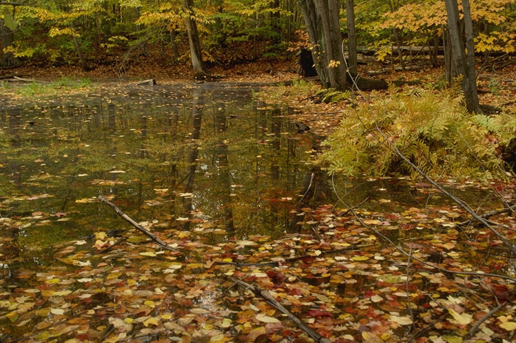 осень2 - природа - оригинал